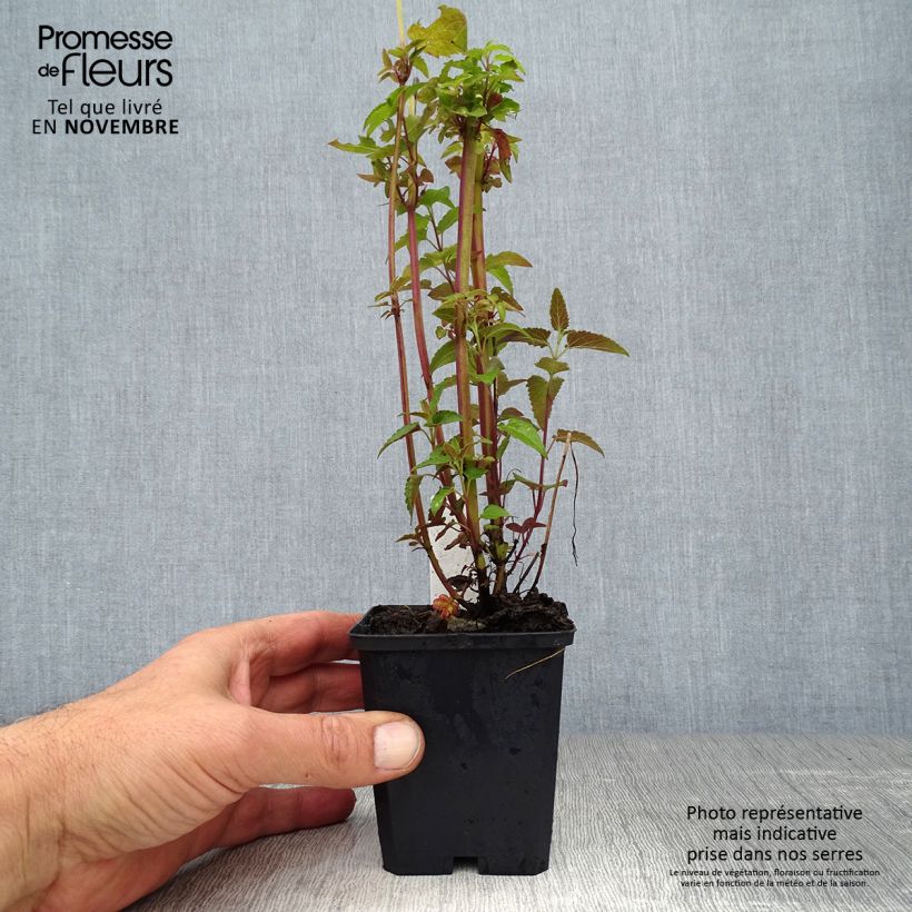Agastache mexicana Red Fortune 8/9 cm pot sample as delivered in autumn