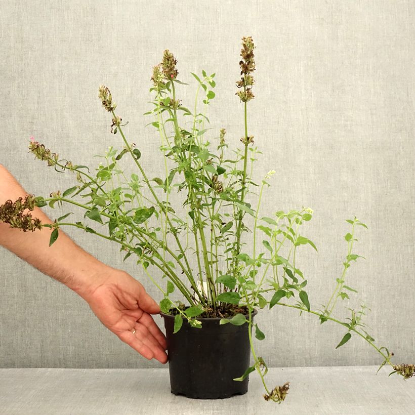 Agastache mexicana Red Fortune 2L/3L pot sample as delivered in summer