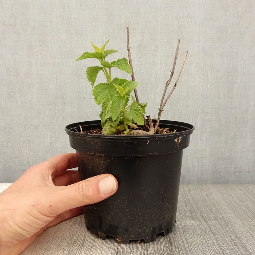 Agastache rugosa Alabaster sample as delivered in spring