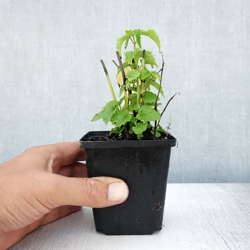 Agastache rugosa Alabaster 8/9 cm pot sample as delivered in summer