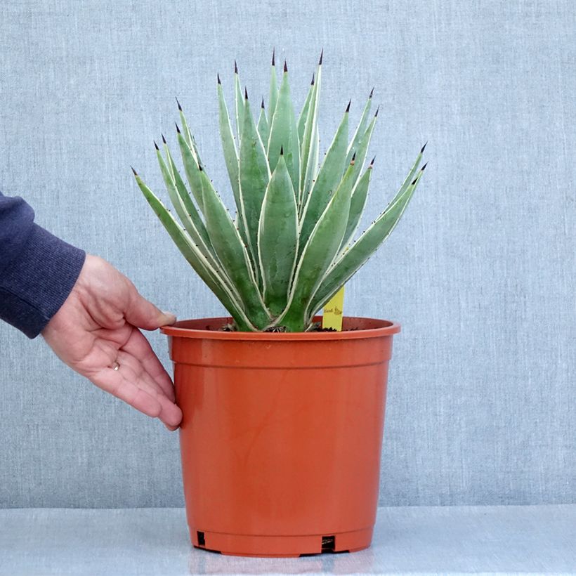 Agave angustifolia Marginata 4L/5L pot sample as delivered in spring