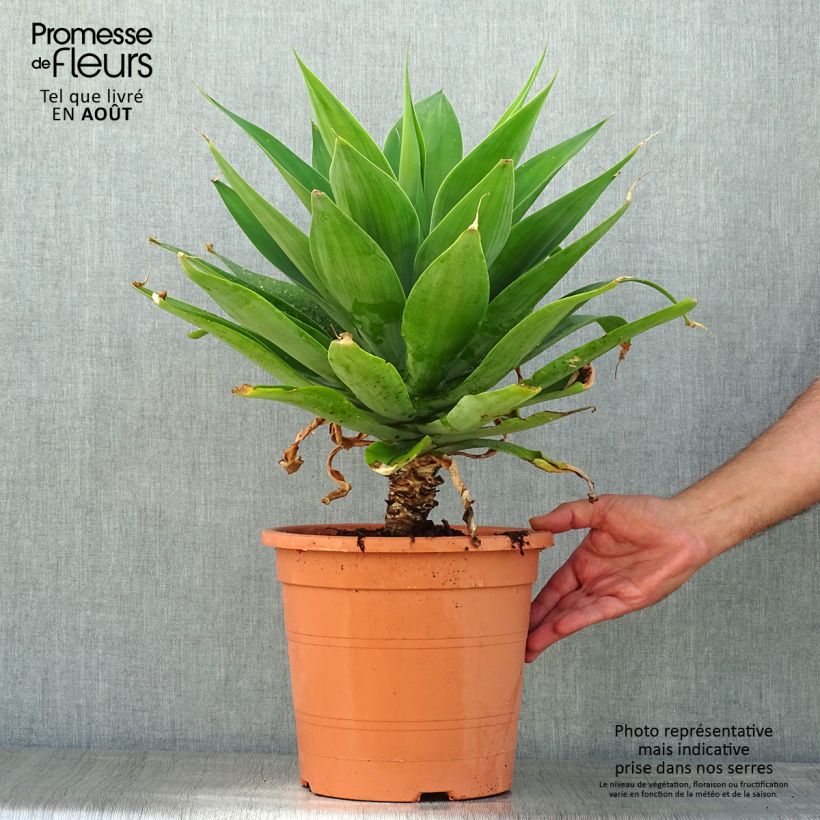 Agave attenuata 7.5L/10L pot sample as delivered in summer