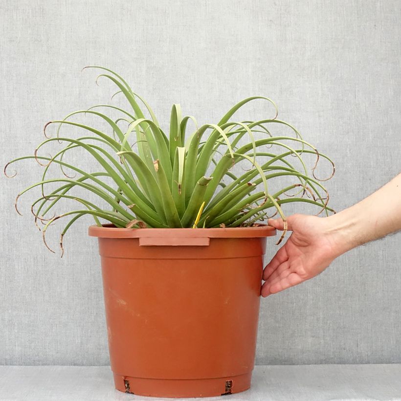 Agave bracteosa - Spider agave, octopus agave 7.5L/10L pot sample as delivered in spring
