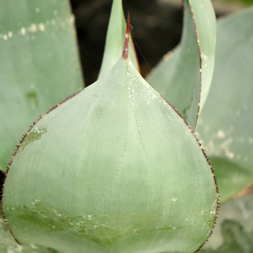 Agave celsii Nova - Agave mitis (Foliage)
