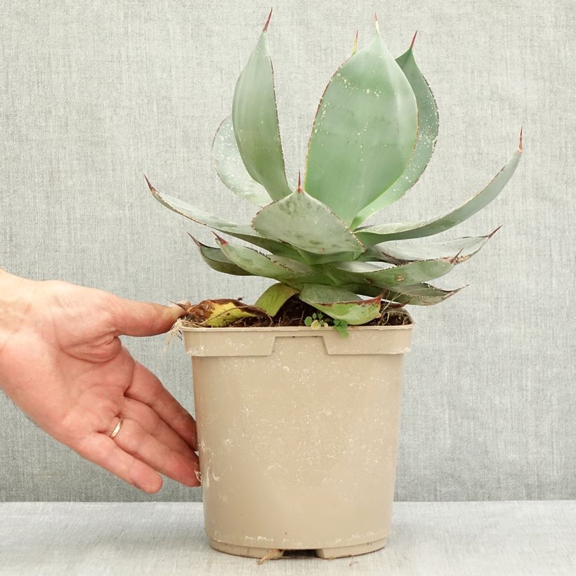 Agave celsii Nova - Agave mitis 3L/4L pot sample as delivered in summer
