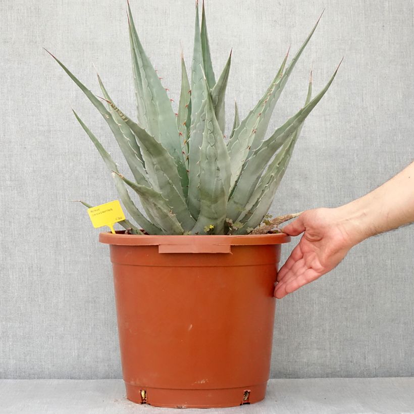 Agave chrysantha - Goldenflower century plant 7.5L/10L pot sample as delivered in spring