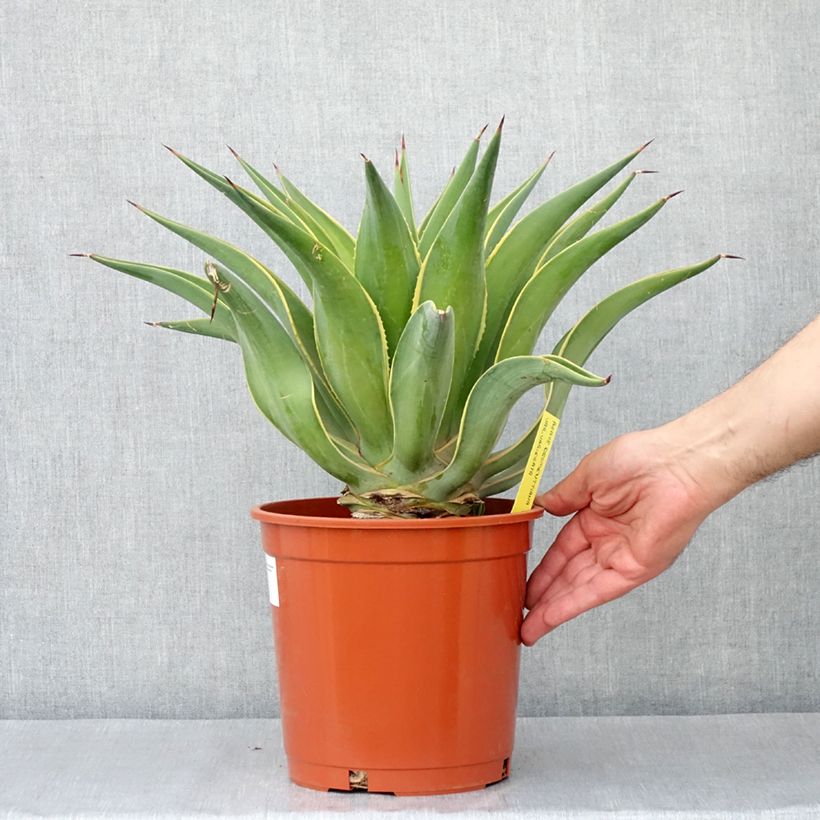 Agave desmetiana Variegata 4L/5L pot sample as delivered in spring