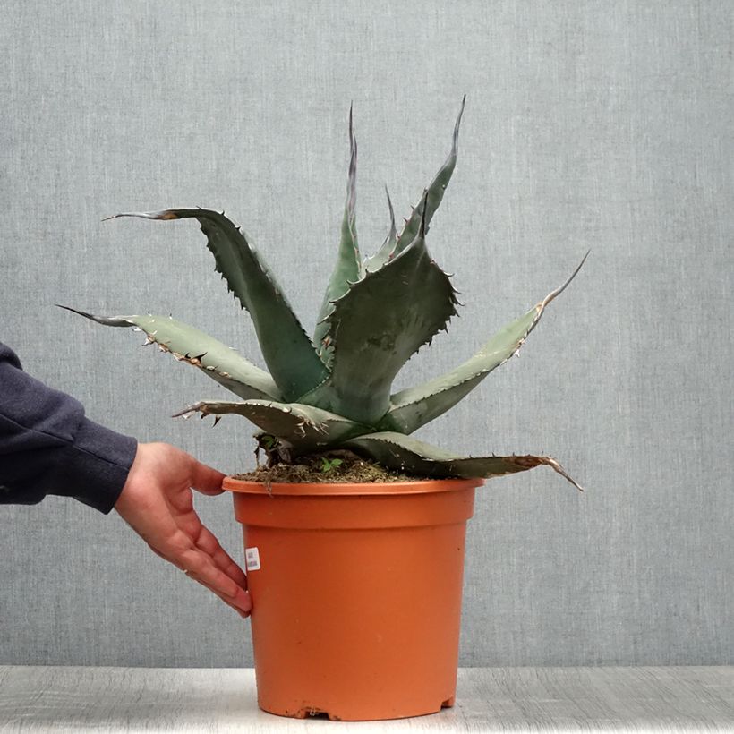 Agave havardiana 7.5L/10L pot sample as delivered in summer