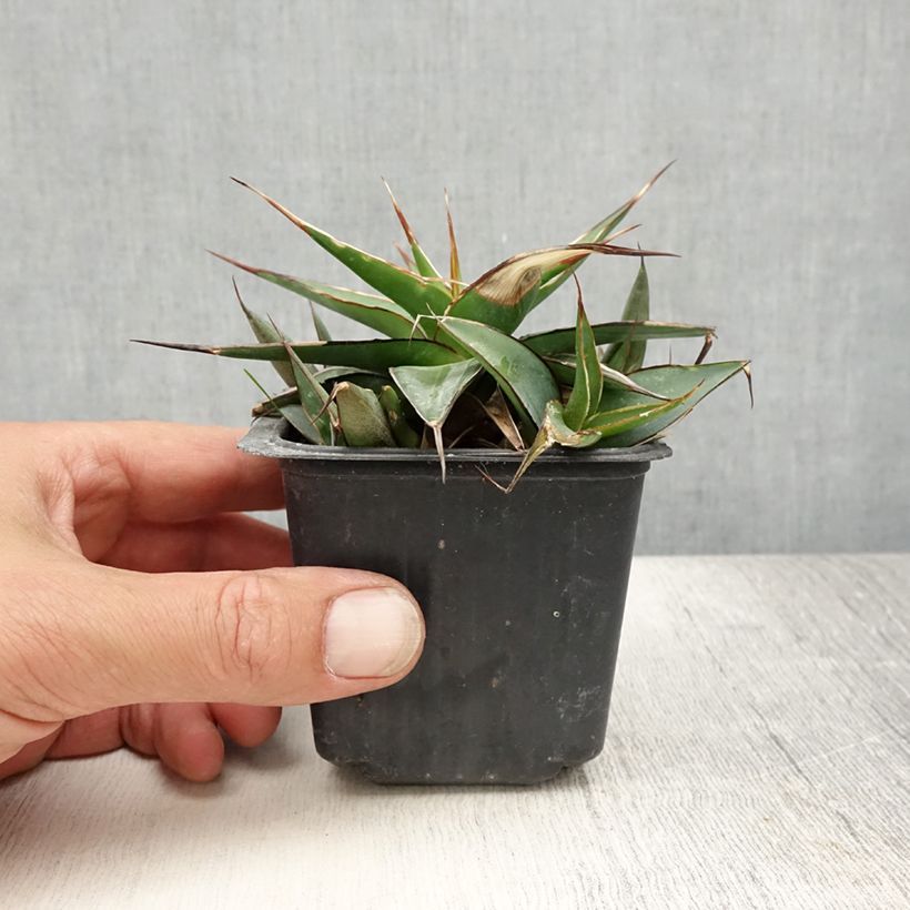 Agave impressa Impressive 8/9 cm pot sample as delivered in summer