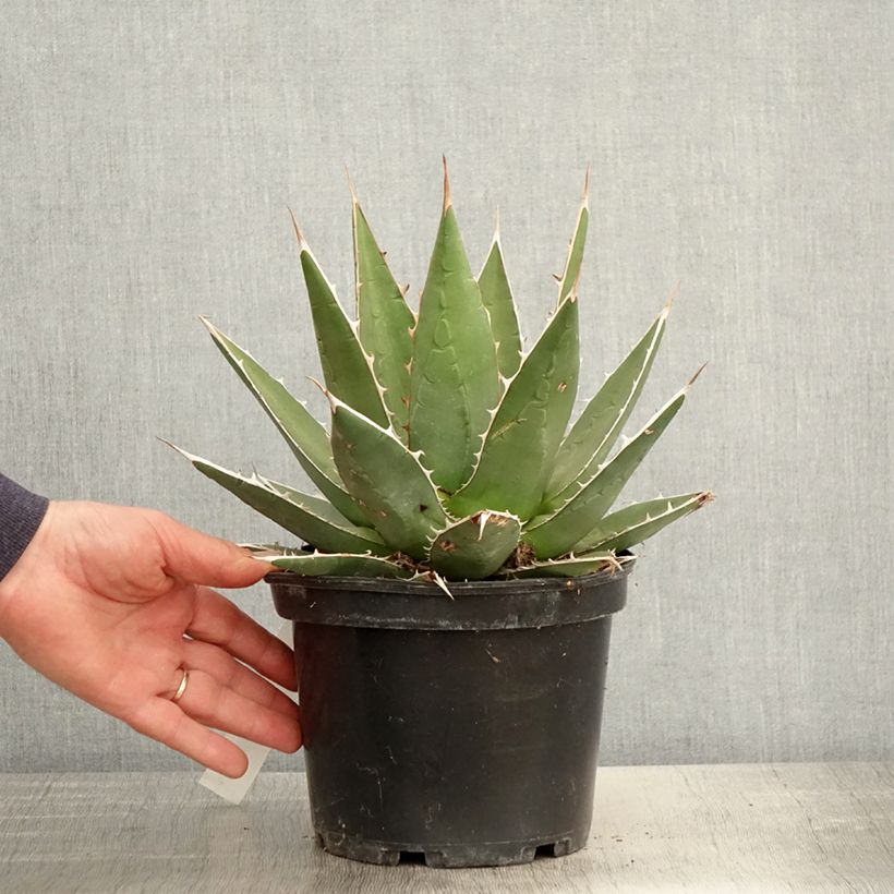 Agave kerchovei sample as delivered in spring