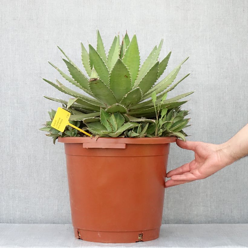 Agave lophantha f. latifolia 'Ensifera' 7.5L/10L pot sample as delivered in spring