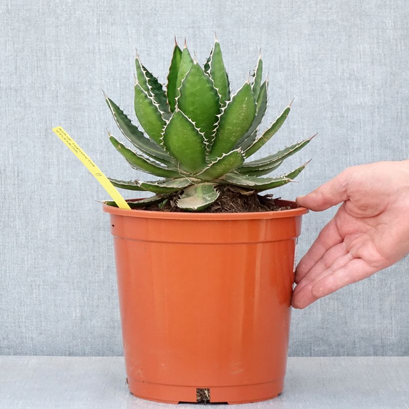 Agave lophantha Splendida 4L/5L pot sample as delivered in spring