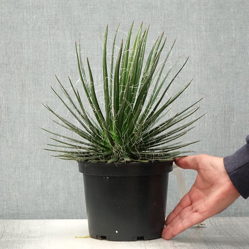Agave multifilifera  3L/4L pot sample as delivered in summer