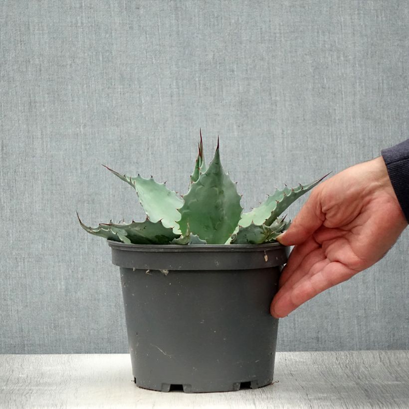 Agave ovatifolia 3L/4L pot sample as delivered in summer