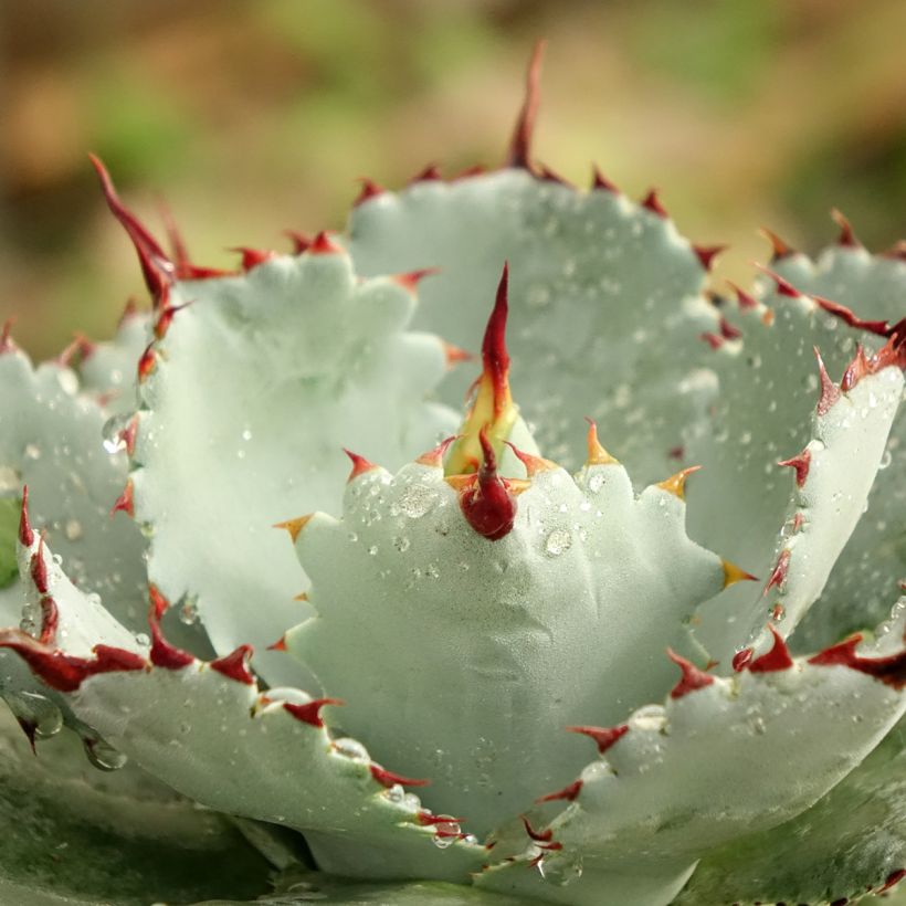 Agave potatorum Kichiokan - Verschaffelt Agave (Foliage)