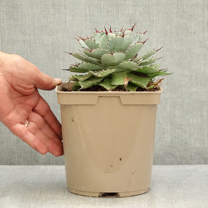 Agave potatorum Kichiokan - Verschaffelt Agave 3L/4L pot sample as delivered in summer
