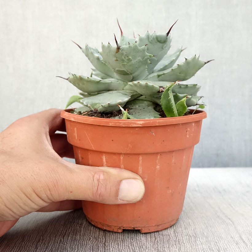 Agave potatorum var. verschaffeltii 2L/3L pot sample as delivered in autumn