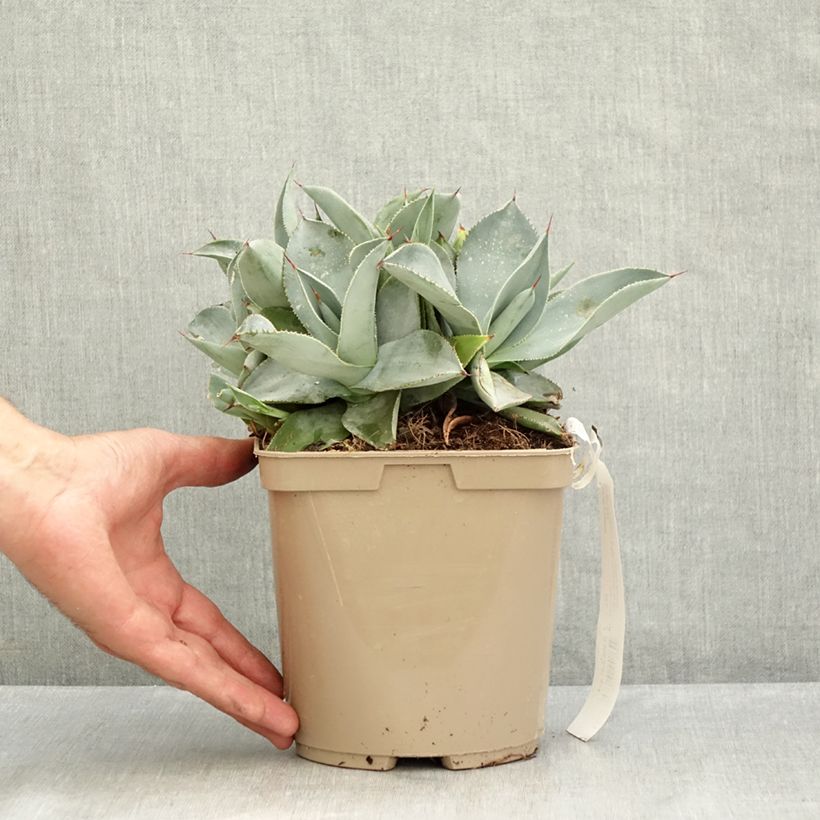 Agave pygmae Dragon Toes 3L/4L pot sample as delivered in summer