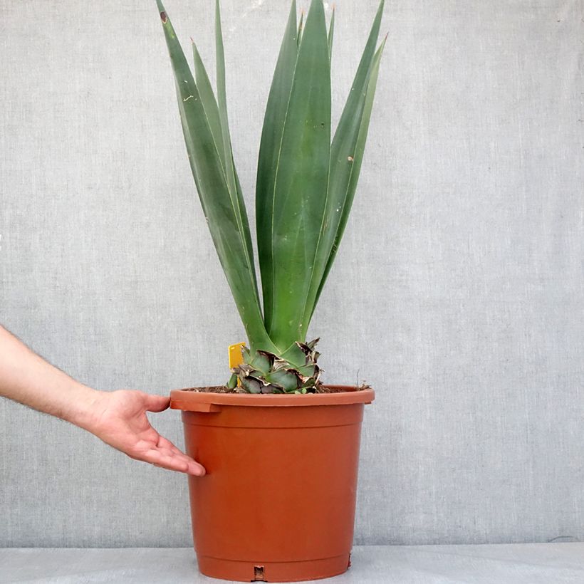 Agave sisalana - Sisal hemp 7.5L/10L pot sample as delivered in spring