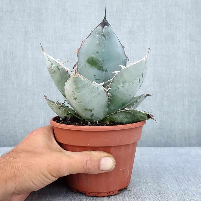Agave titanota 12cm pot sample as delivered in summer