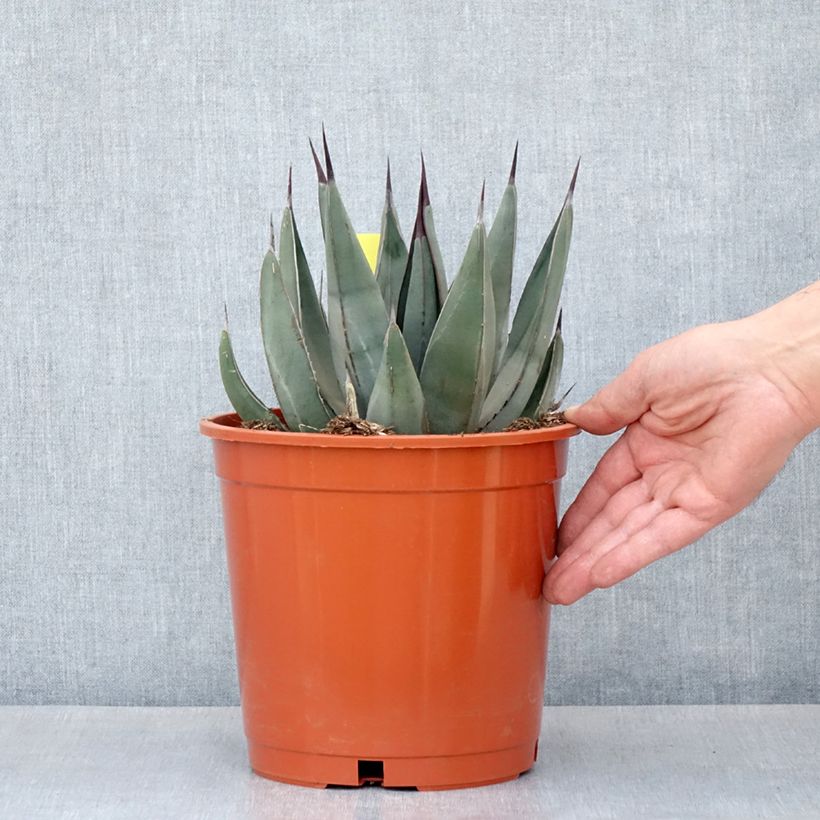 Agave x nigra   4L/5L pot sample as delivered in autumn