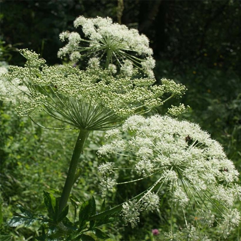 Peucedanum ostruthium 'Daphnis' (Flowering)