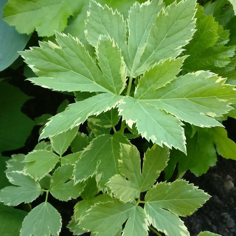 Peucedanum ostruthium 'Daphnis' (Foliage)