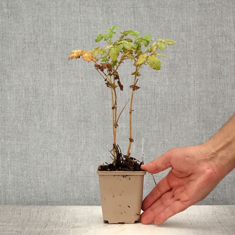 Agrimonia eupatoria  Alba 8/9 cm pot sample as delivered in summer