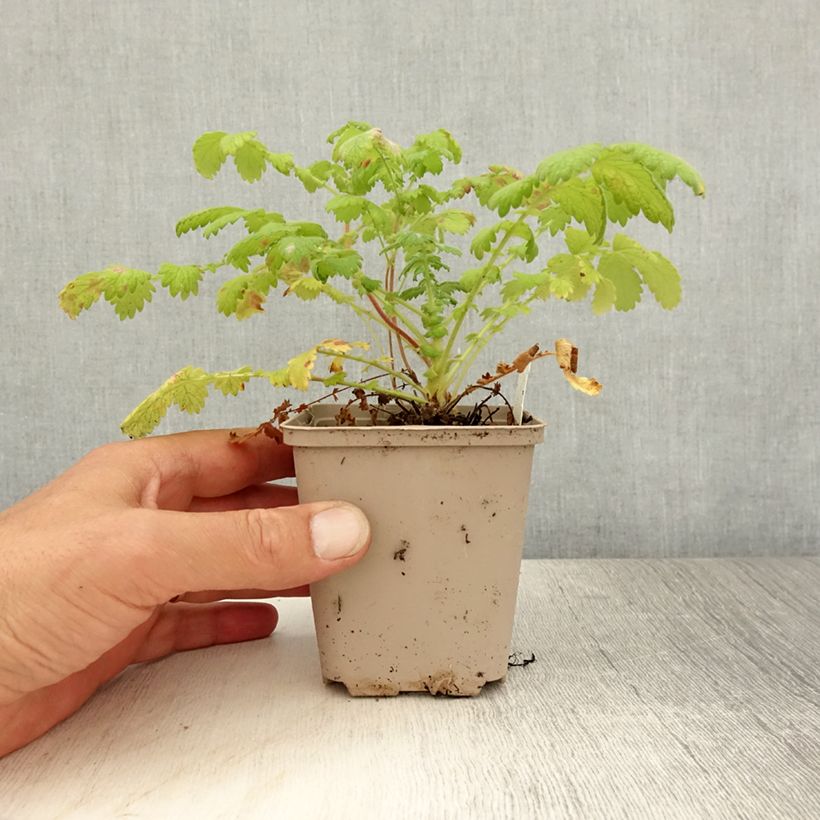 Agrimonia eupatoria   8/9 cm pot sample as delivered in summer