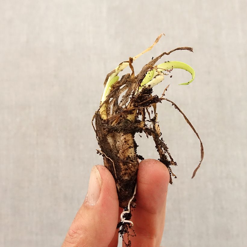 Allium angulosum Bulb size I sample as delivered in autumn