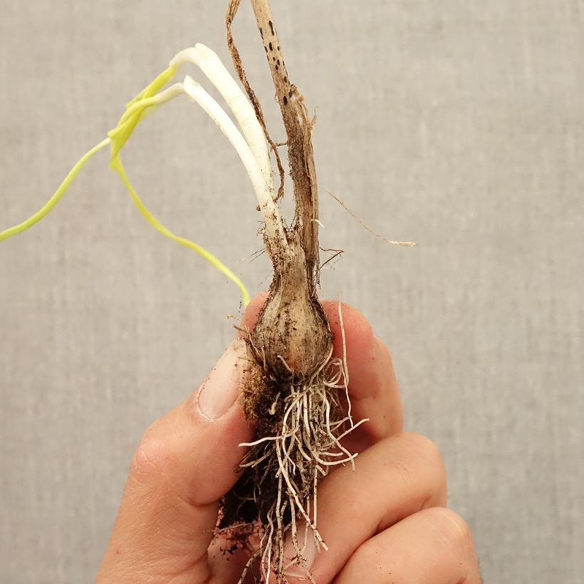 Allium carinatum subsp. pulchellum Album Bulb size I sample as delivered in autumn