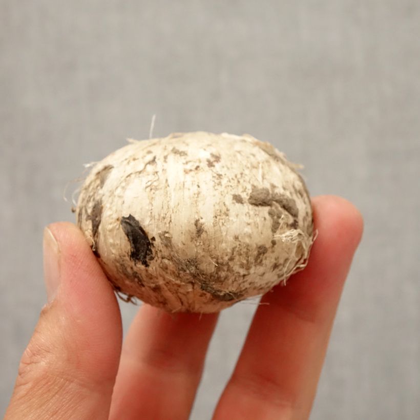 Allium jesdianum Early Emperor Bulb size 14+ sample as delivered in autumn
