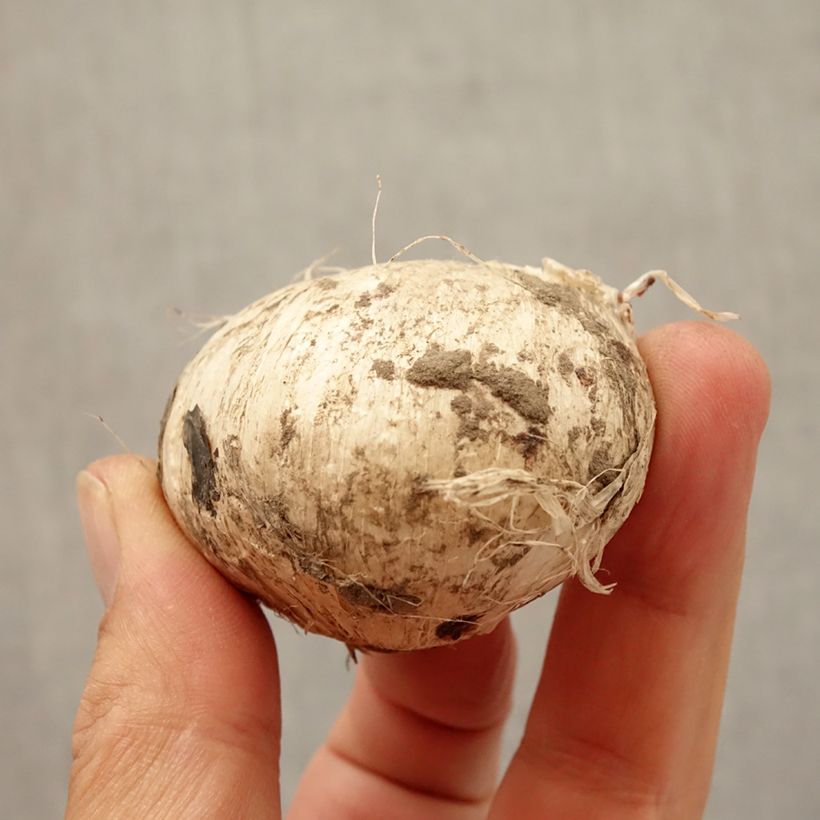 Allium amethystinum Forelock Bulb size 14+ sample as delivered in autumn