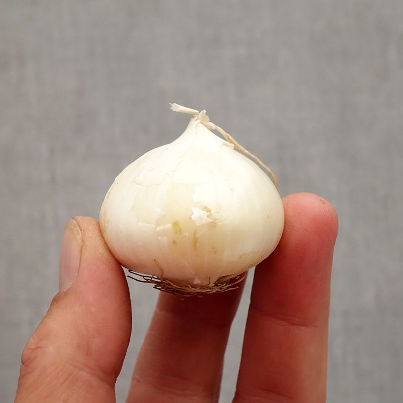 Allium karataviense - Turkish Onion Bulb size 10+ sample as delivered in autumn