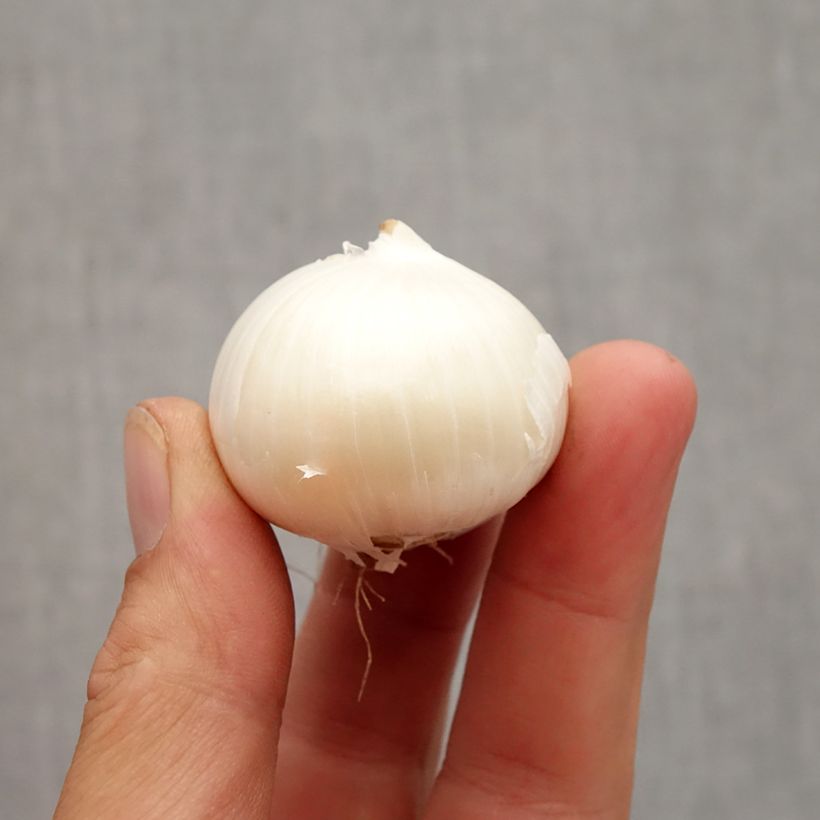 Allium karataviense Ivory Queen Bulb size 12+ sample as delivered in autumn