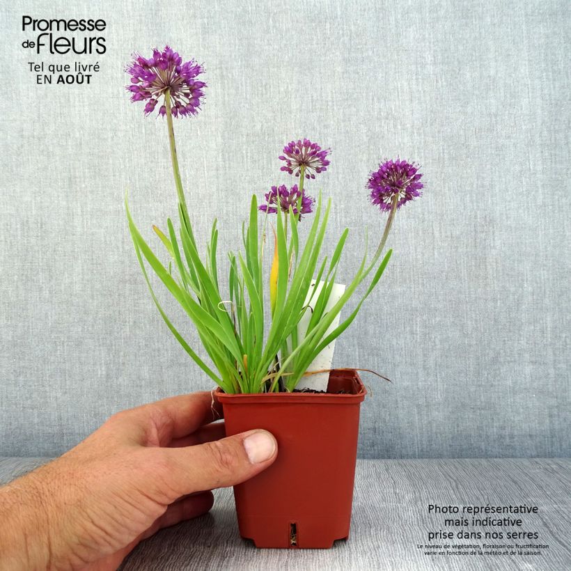 Allium Lavender Bubbles 8/9 cm pot sample as delivered in summer