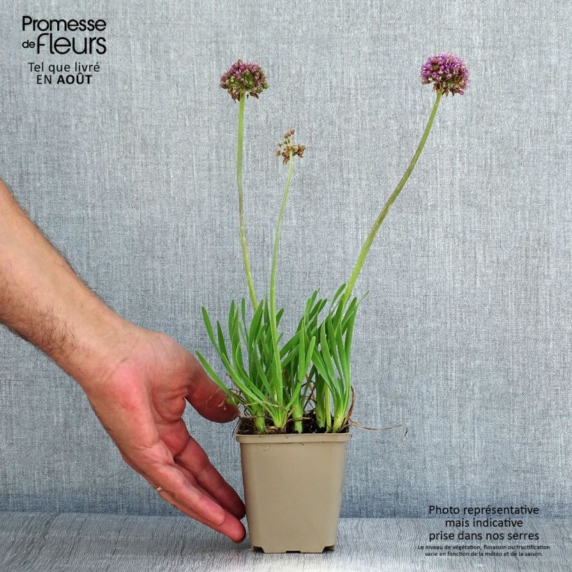 Allium x cultorum Little Sapphire 8/9 cm pot sample as delivered in summer