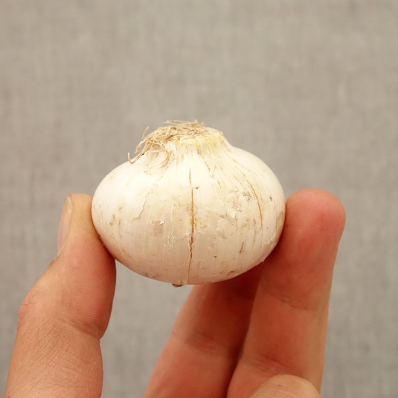 Allium macleanii Bulb size 20+ sample as delivered in autumn