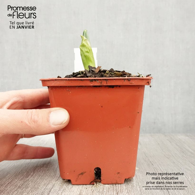 Allium Mont Blanc 1L/1.5L pot sample as delivered in winter
