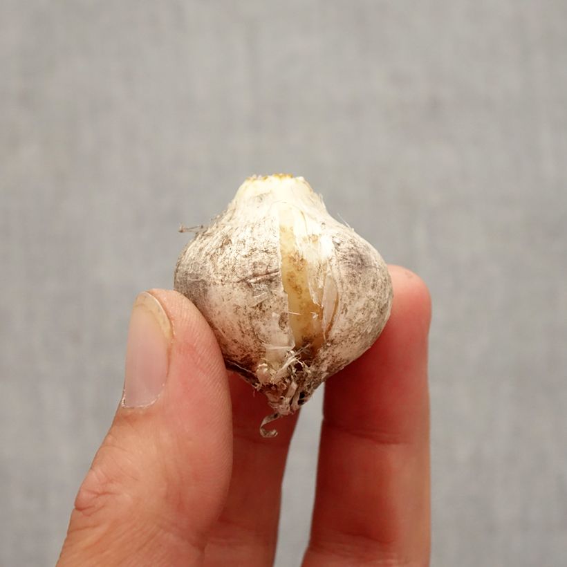 Allium nigrum  Pink Jewel Bulb size 10+ sample as delivered in autumn