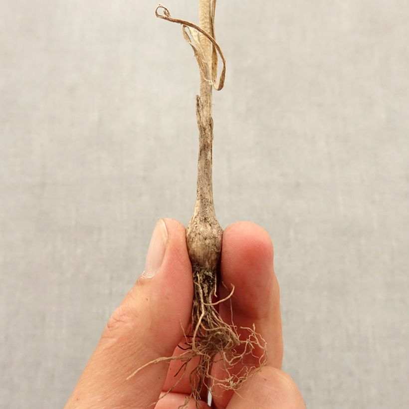 Allium pulchellum Bulb size I sample as delivered in autumn