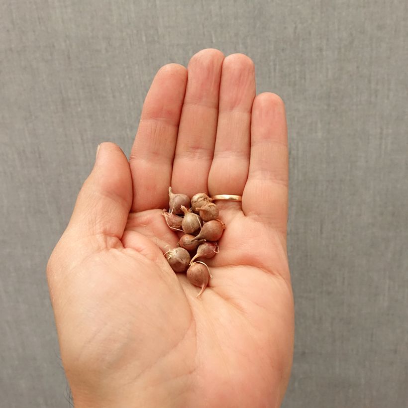 Allium rotundum subsp. jajlae Bulb size I sample as delivered in autumn
