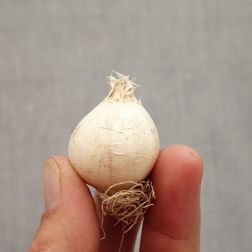 Allium schubertii Bulb size 12+ sample as delivered in autumn