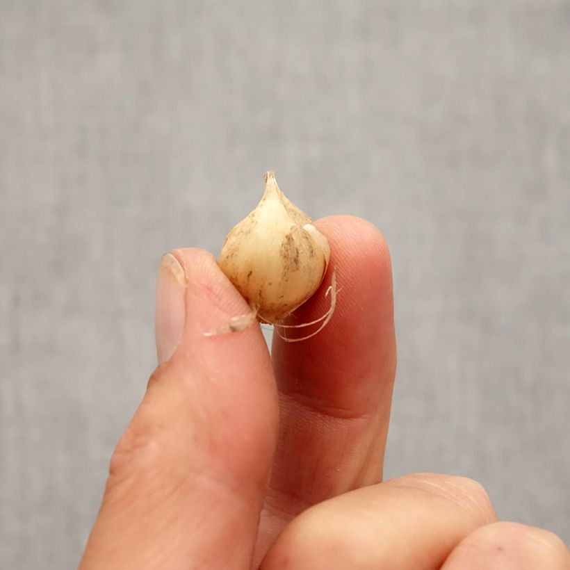 Art Chives - Allium scorodoprasum Bulb size 5+ sample as delivered in autumn