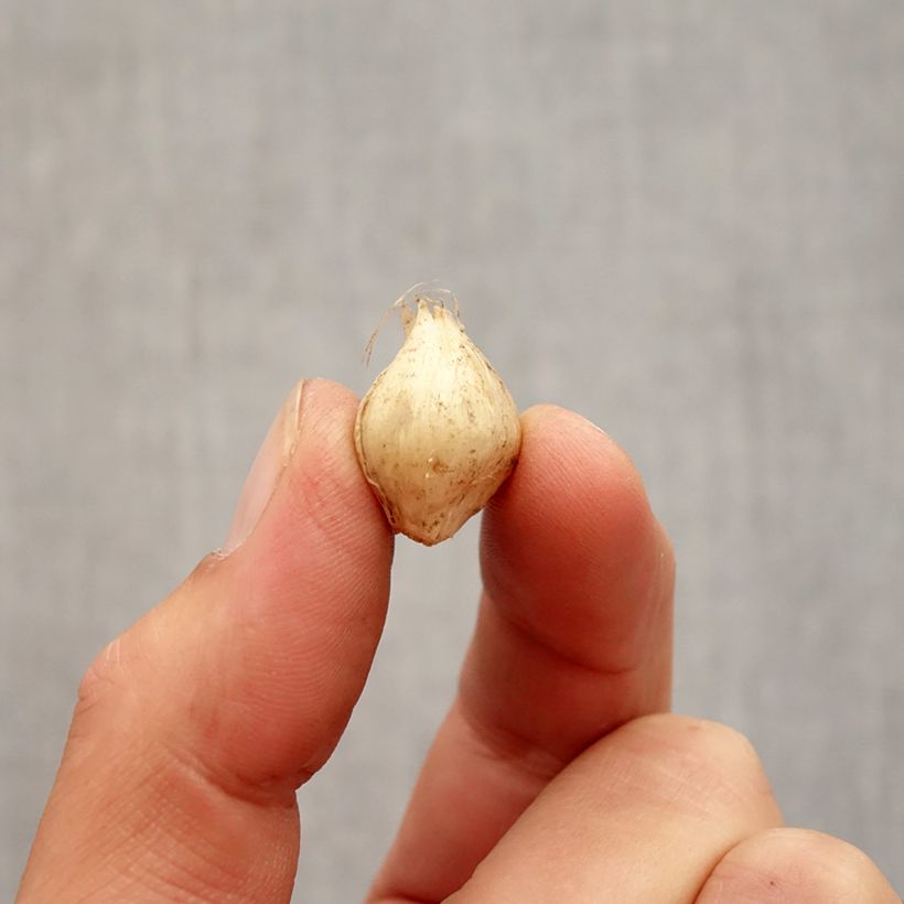 Allium scorodoprasum Passion Bulb size 5+ sample as delivered in autumn