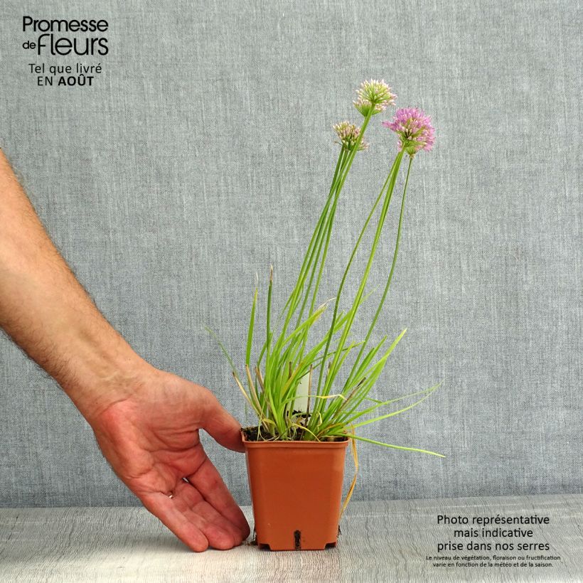 Allium senescens Avatar 7/8 cm pot size I sample as delivered in summer