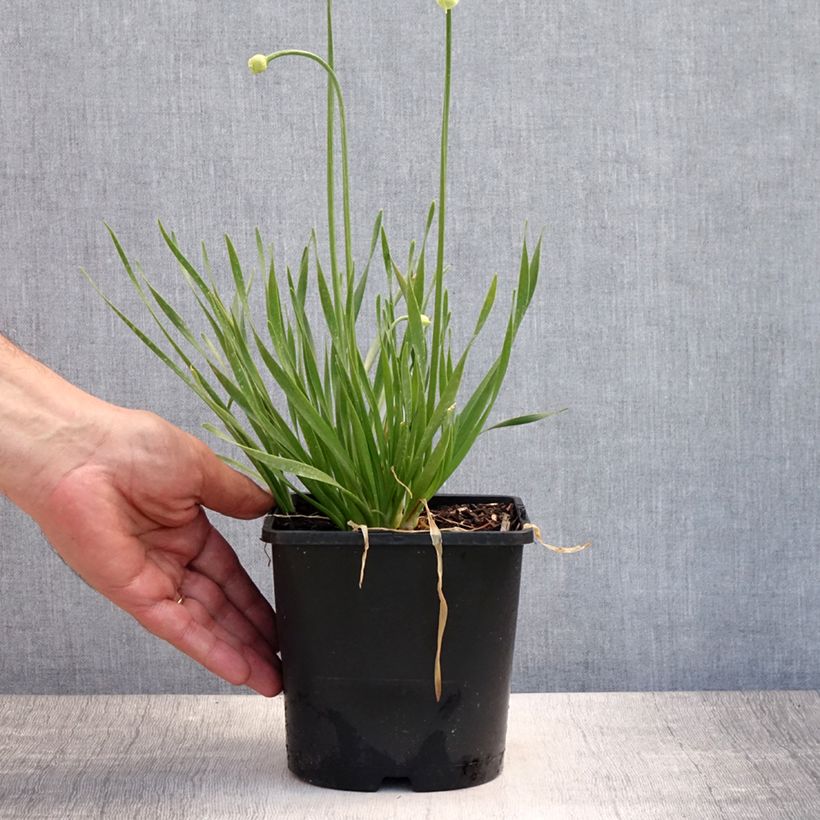Allium senescens In Orbit 2L/3L pot sample as delivered in summer