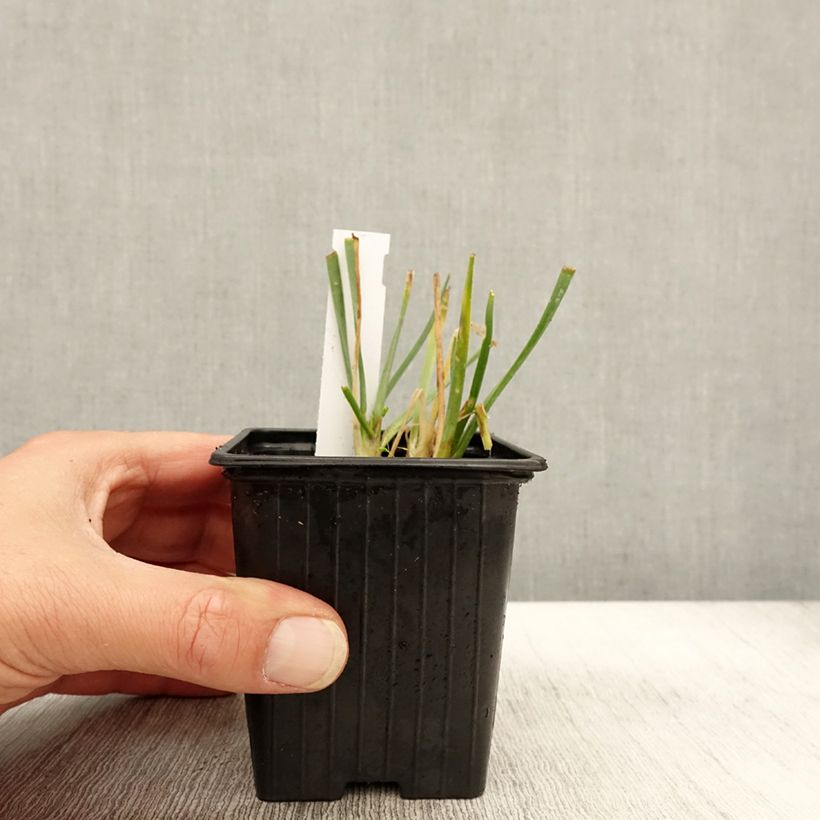 Allium senescens Lisa Blue 8/9 cm pot size I sample as delivered in autumn
