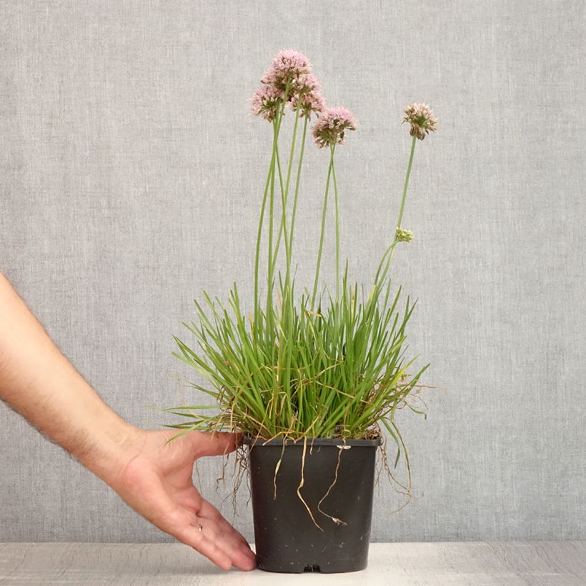 Allium senescens Lisa Green 2L/3L pot sample as delivered in summer