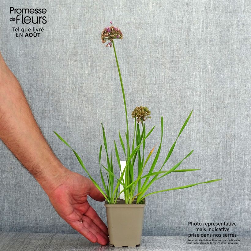 Allium cultorum Serendipity 8/9 cm pot sample as delivered in summer